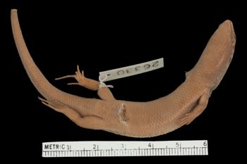 Media type: image;   Herpetology R-26330